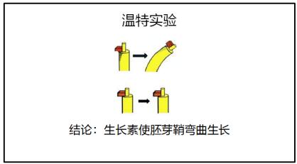 2021年红旗高中生物教师资格证面试教案：《温特实验》